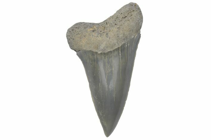 Fossil Mako Tooth - Lee Creek (Aurora), NC #220145